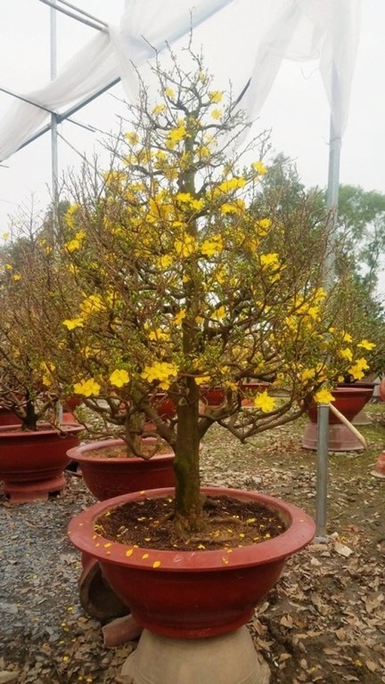 Những vườn mai Tết tiền tỉ khoe sắc ở Sài Gòn