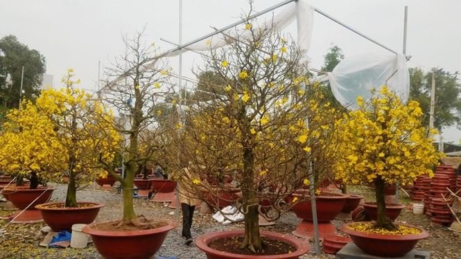Những vườn mai Tết tiền tỉ khoe sắc ở Sài Gòn