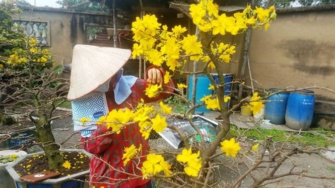 Những vườn mai Tết tiền tỉ khoe sắc ở Sài Gòn