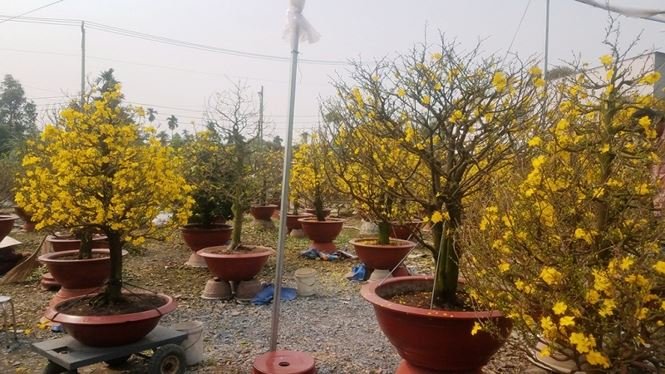 Những vườn mai Tết tiền tỉ khoe sắc ở Sài Gòn