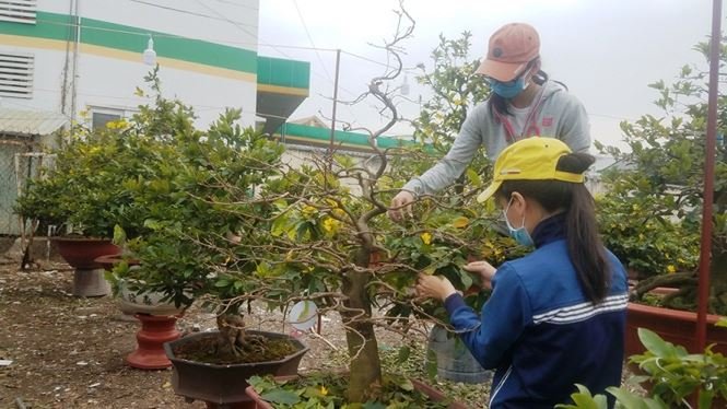 Những vườn mai Tết tiền tỉ khoe sắc ở Sài Gòn