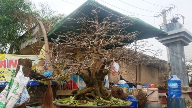 Những vườn mai Tết tiền tỉ khoe sắc ở Sài Gòn