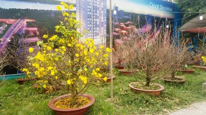 Những vườn mai Tết tiền tỉ khoe sắc ở Sài Gòn