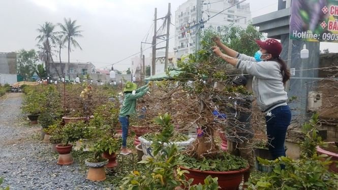 Những vườn mai Tết tiền tỉ khoe sắc ở Sài Gòn