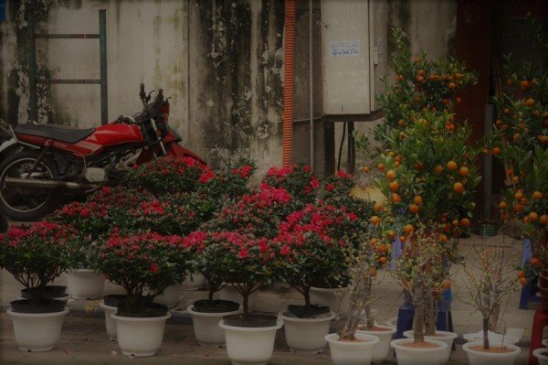 ha-noi-cho-hoa-ron-rang-xuong-pho-don-tet-mau-tuat