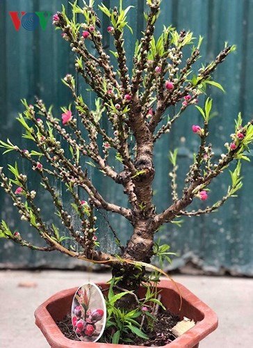 Đào Thất Thốn mini 