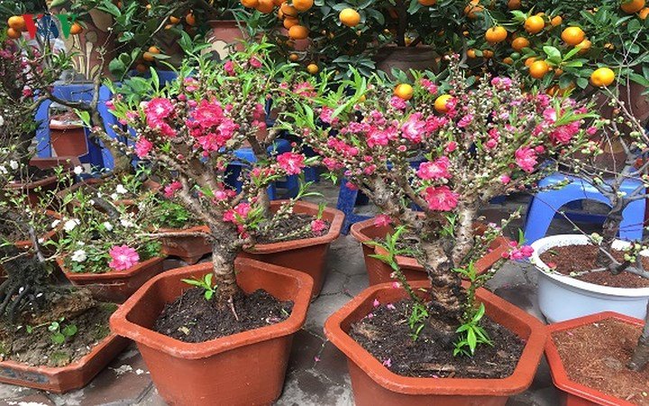Đào Thất Thốn mini 