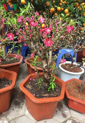 Đào Thất Thốn mini 