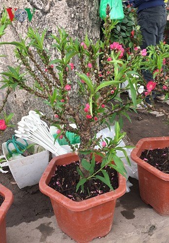 Đào Thất Thốn mini 