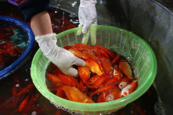 nhon-nhip-cho-ca-chep-do-lon-nhat-thu-do-truoc-ngay-ong-cong-ong-tao-ve-troi