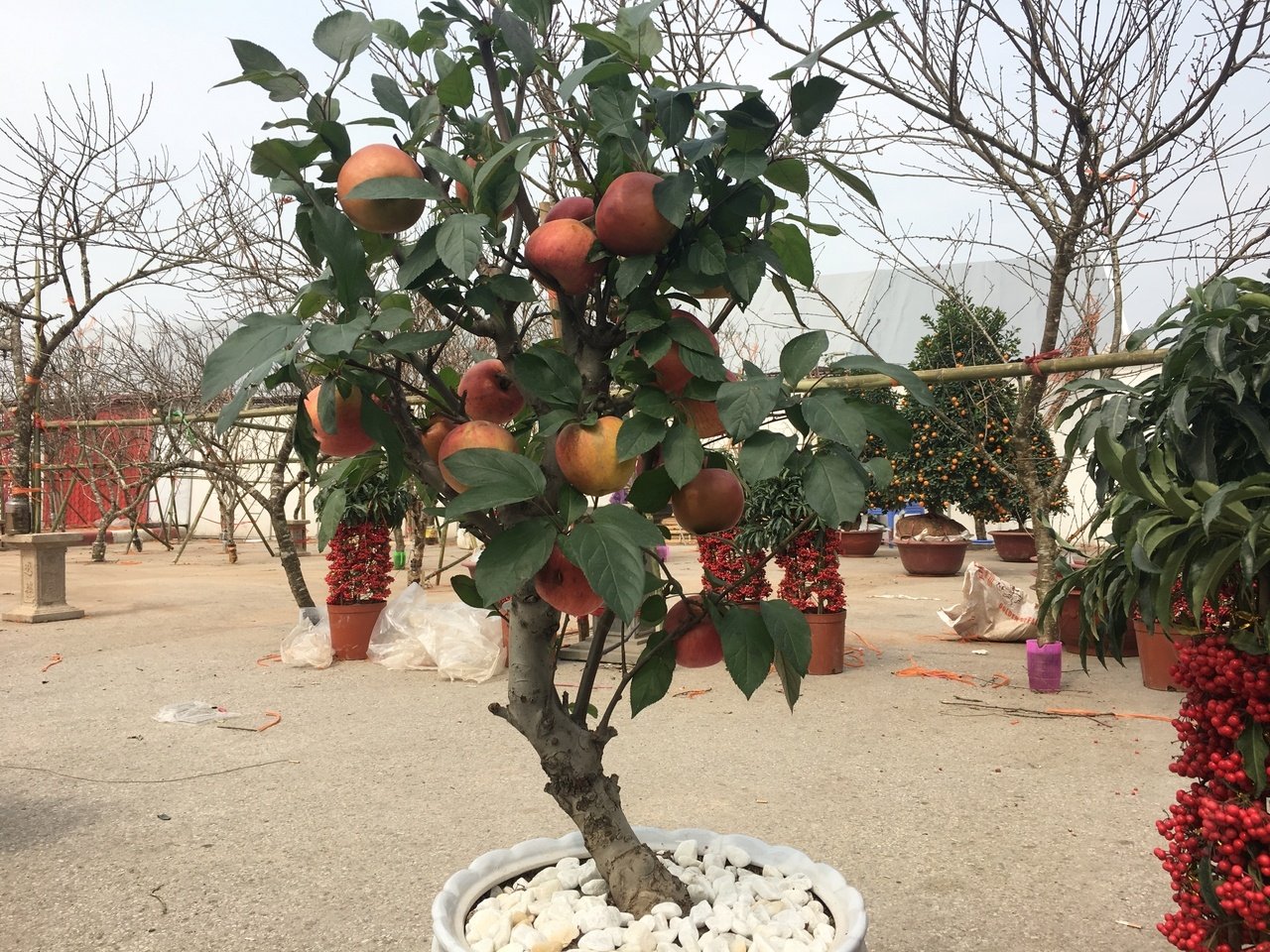 tao-bonsai-trung-quoc-ngap-tran-tren-cac-tuyen-pho-tai-ha-noi