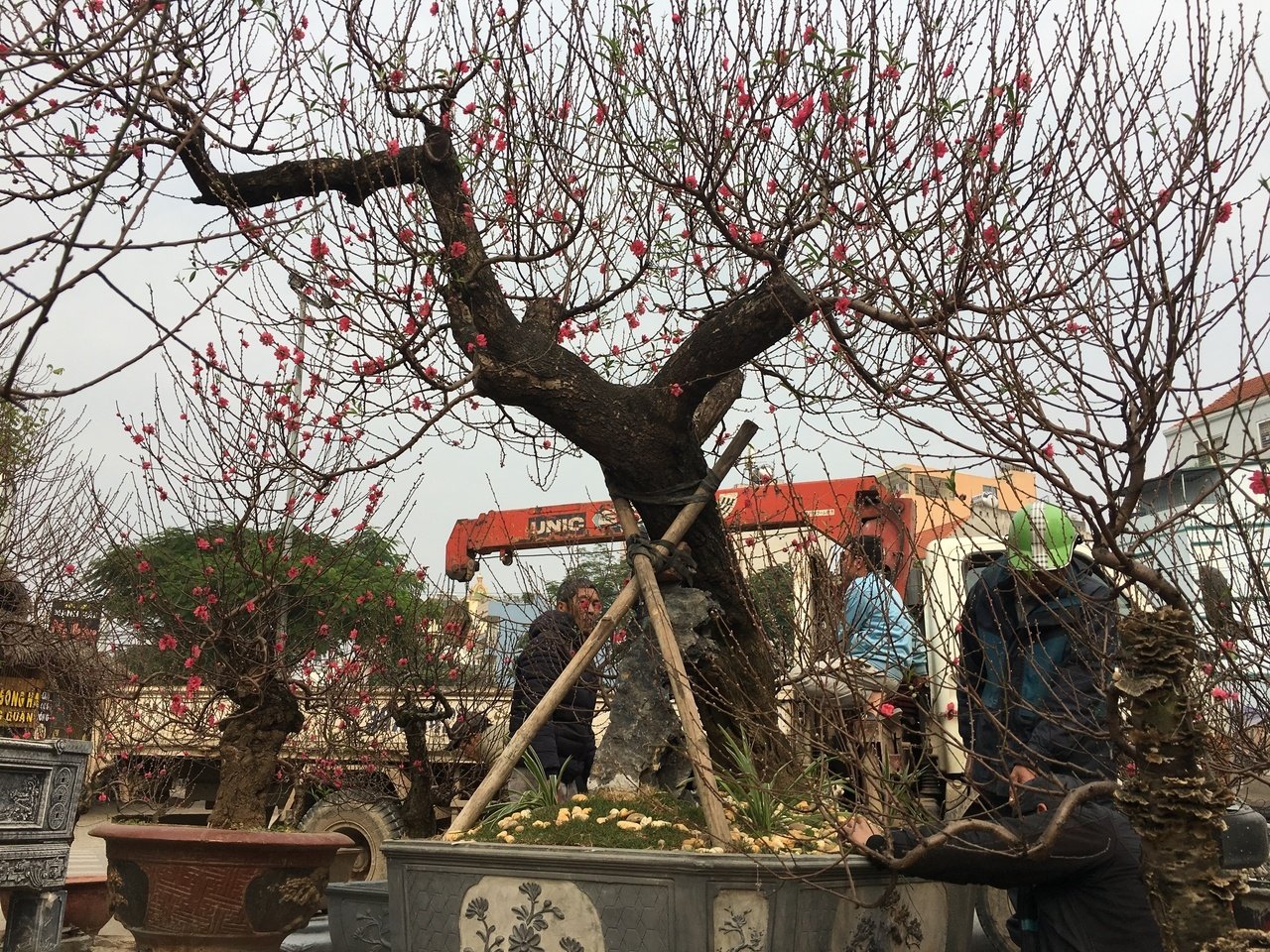 can-canh-goc-dao-dang-truc-khung-co-gia-tram-trieu-tai-ha-noi