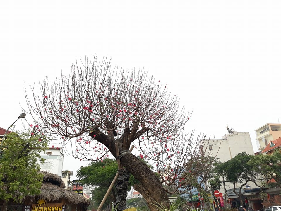 can-canh-goc-dao-dang-truc-khung-co-gia-tram-trieu-tai-ha-noi