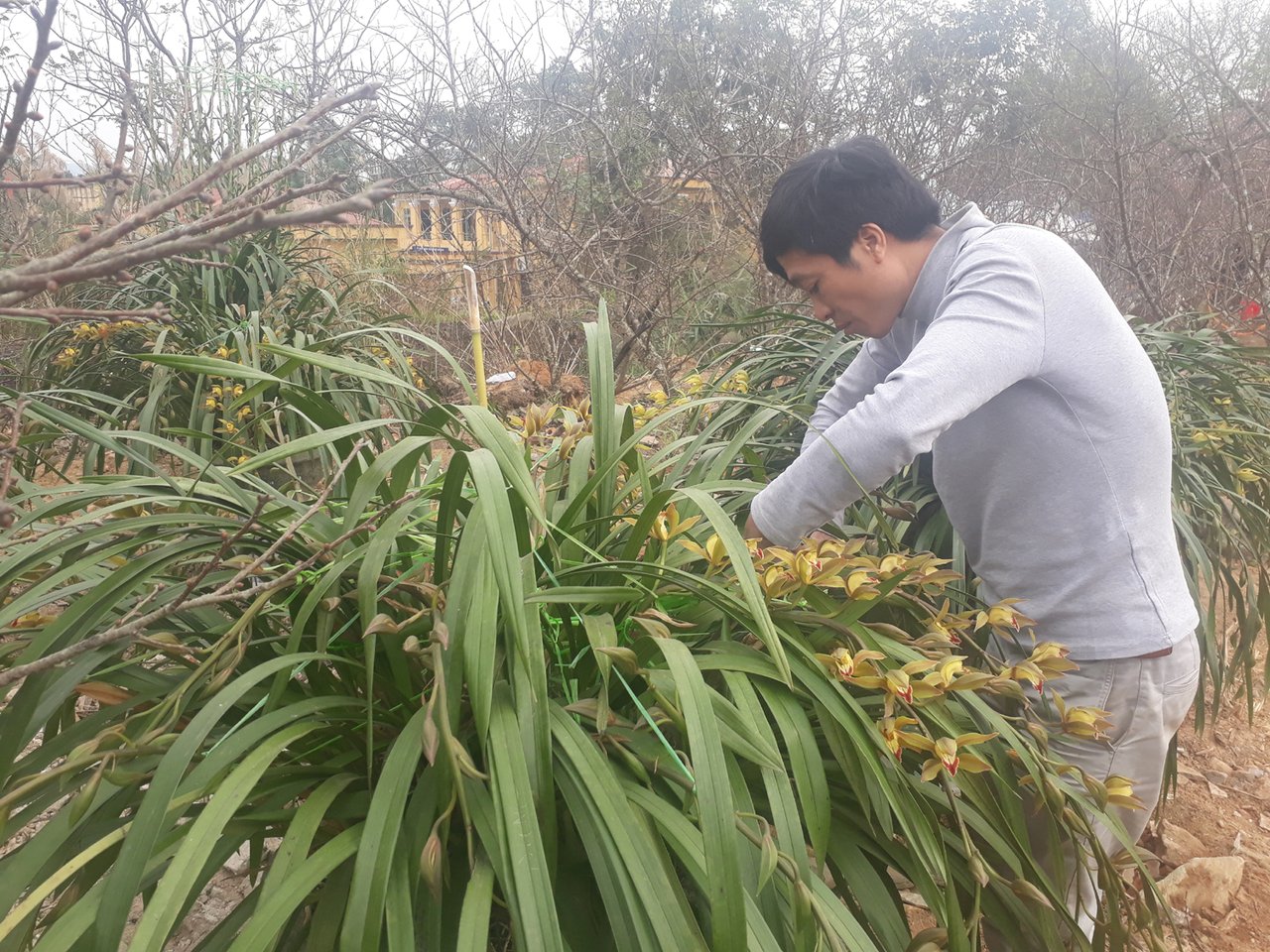 Địa lan Trần mộng Sa Pa hút khách mua