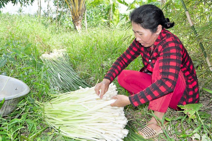 Trồng 10 công bồn bồn mà dồn được cả trăm triệu sắm tết