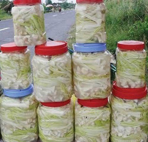 Trồng 10 công bồn bồn mà dồn được cả trăm triệu sắm tết