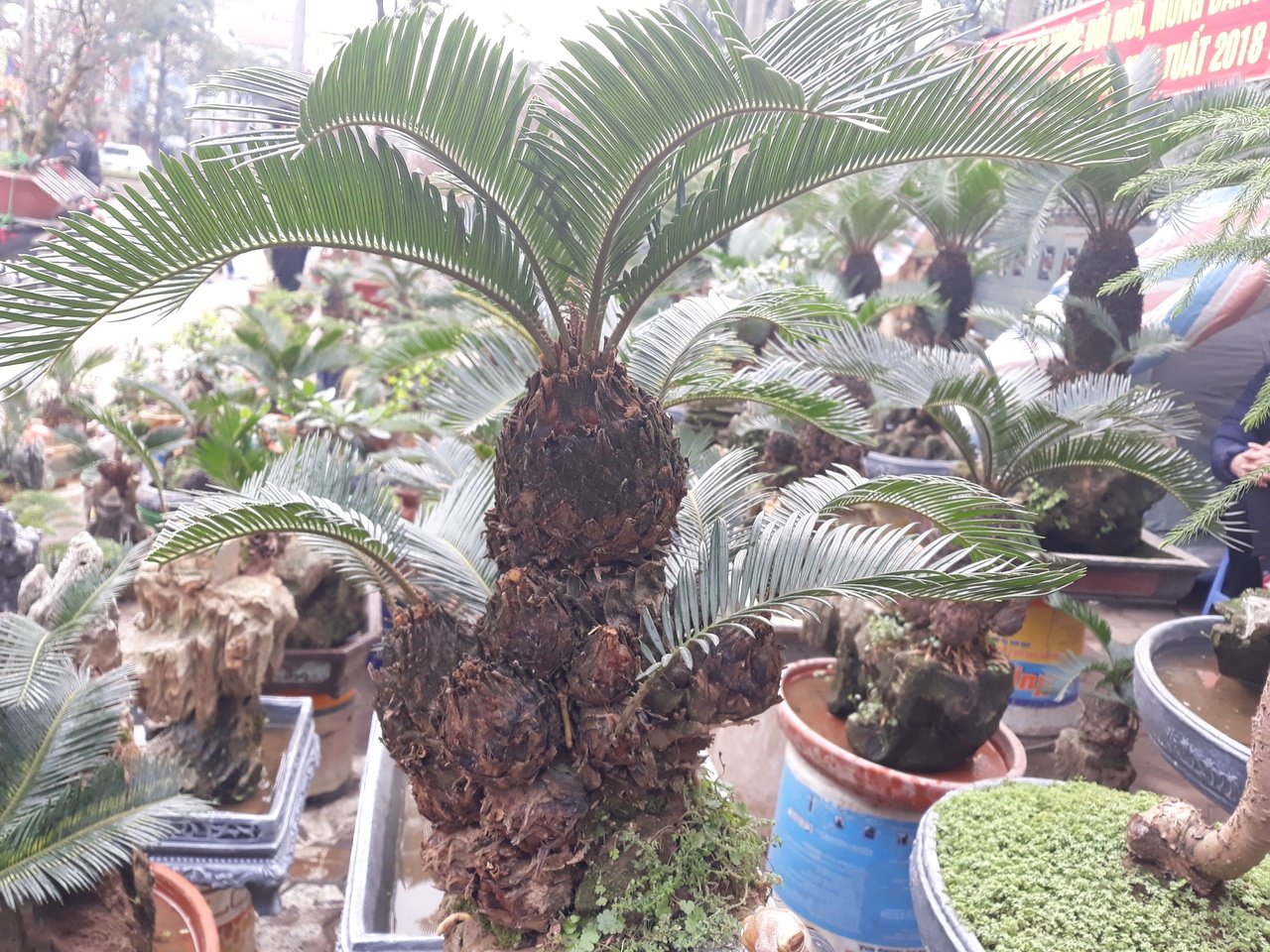van-tue-bonsai-gia-hang-chuc-trieu-dong-cho-nguoi-dan-ha-noi-mua-choi-tet