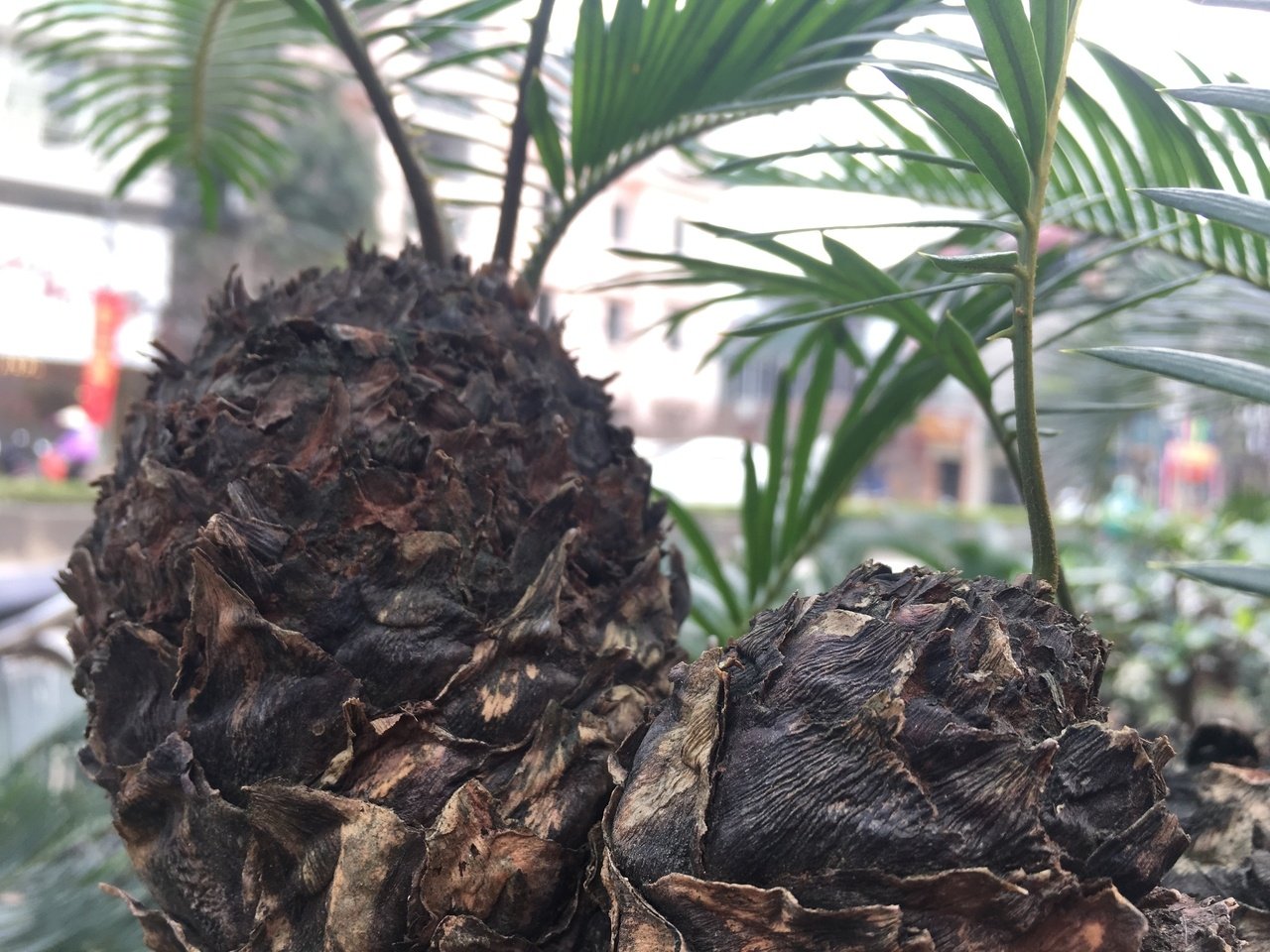 van-tue-bonsai-gia-hang-chuc-trieu-dong-cho-nguoi-dan-ha-noi-mua-choi-tet