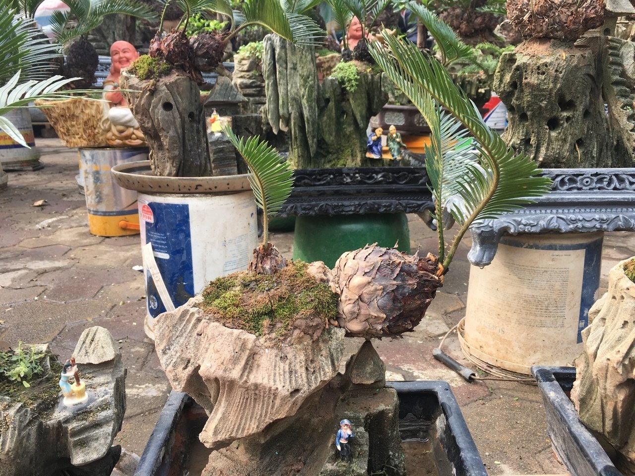van-tue-bonsai-gia-hang-chuc-trieu-dong-cho-nguoi-dan-ha-noi-mua-choi-tet