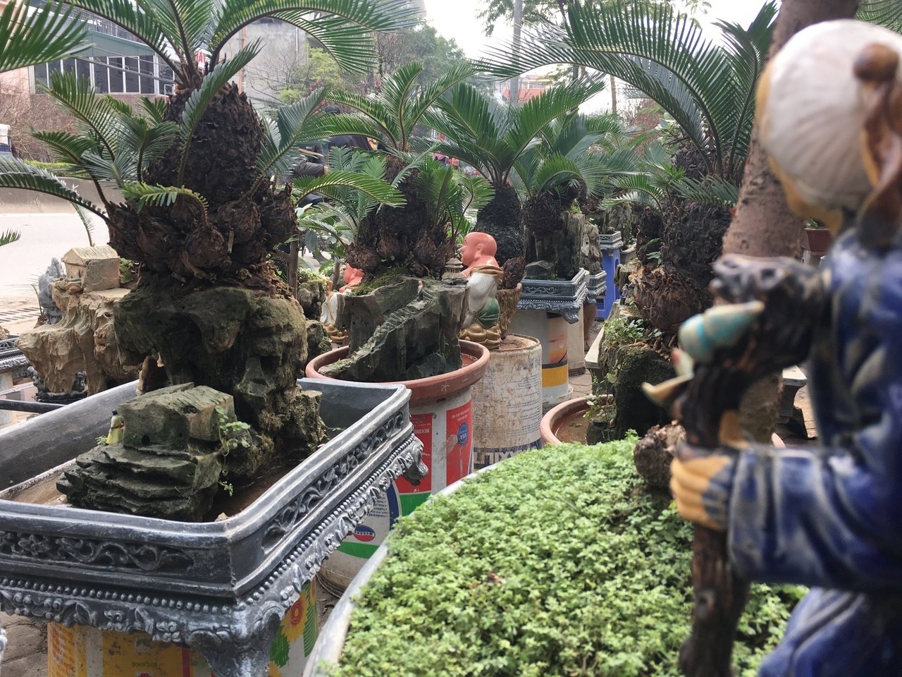 van-tue-bonsai-gia-hang-chuc-trieu-dong-cho-nguoi-dan-ha-noi-mua-choi-tet