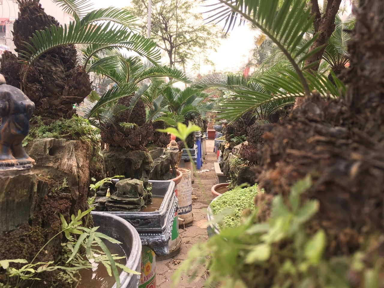 van-tue-bonsai-gia-hang-chuc-trieu-dong-cho-nguoi-dan-ha-noi-mua-choi-tet