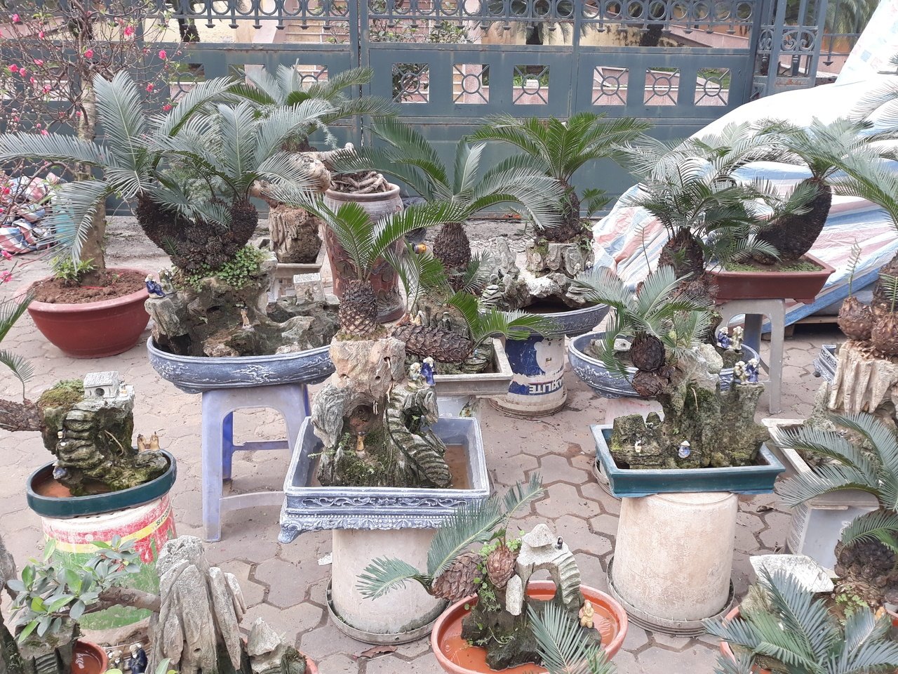 van-tue-bonsai-gia-hang-chuc-trieu-dong-cho-nguoi-dan-ha-noi-mua-choi-tet