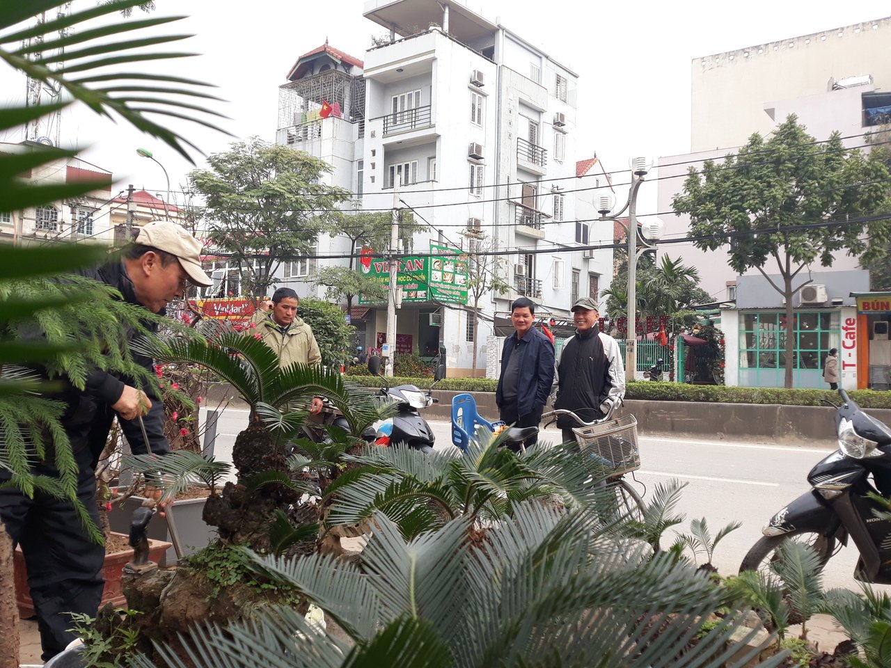 van-tue-bonsai-gia-hang-chuc-trieu-dong-cho-nguoi-dan-ha-noi-mua-choi-tet
