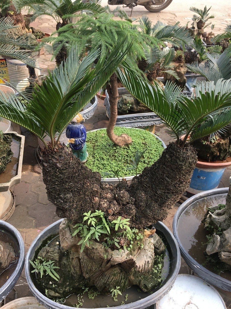 van-tue-bonsai-gia-hang-chuc-trieu-dong-cho-nguoi-dan-ha-noi-mua-choi-tet