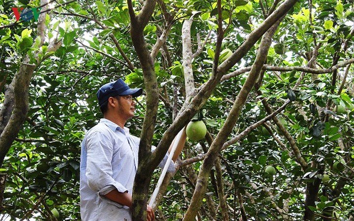 Vùng bưởi Năm Roi Vĩnh Long tấp nập, nhà vườn kiếm trăm triệu tiêu Tết