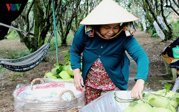 Vùng bưởi Năm Roi Vĩnh Long tấp nập, nhà vườn kiếm trăm triệu tiêu Tết