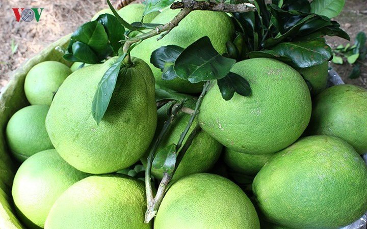 Vùng bưởi Năm Roi Vĩnh Long tấp nập, nhà vườn kiếm trăm triệu tiêu Tết