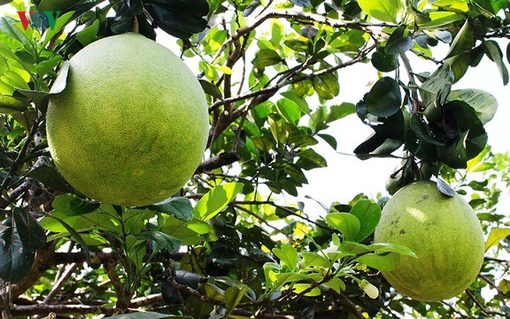 Vùng bưởi Năm Roi Vĩnh Long tấp nập, nhà vườn kiếm trăm triệu tiêu Tết