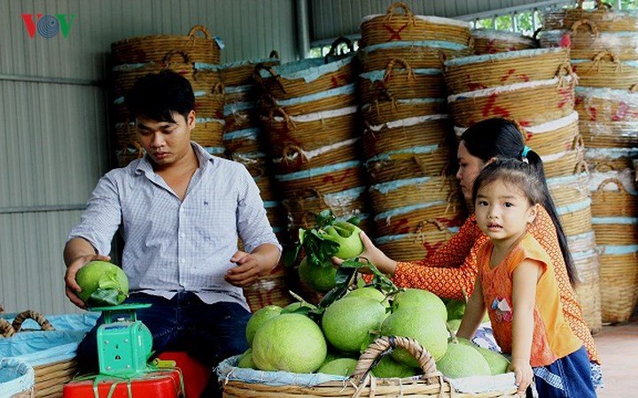 Vùng bưởi Năm Roi Vĩnh Long tấp nập, nhà vườn kiếm trăm triệu tiêu Tết