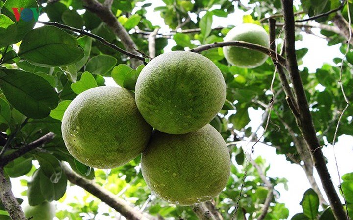 Vùng bưởi Năm Roi Vĩnh Long tấp nập, nhà vườn kiếm trăm triệu tiêu Tết