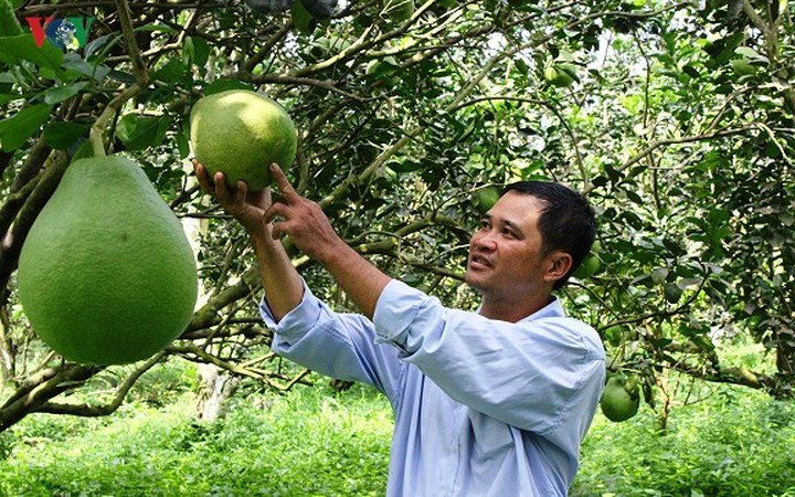 Vùng bưởi Năm Roi Vĩnh Long tấp nập, nhà vườn kiếm trăm triệu tiêu Tết