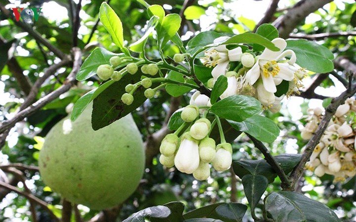 Vùng bưởi Năm Roi Vĩnh Long tấp nập, nhà vườn kiếm trăm triệu tiêu Tết