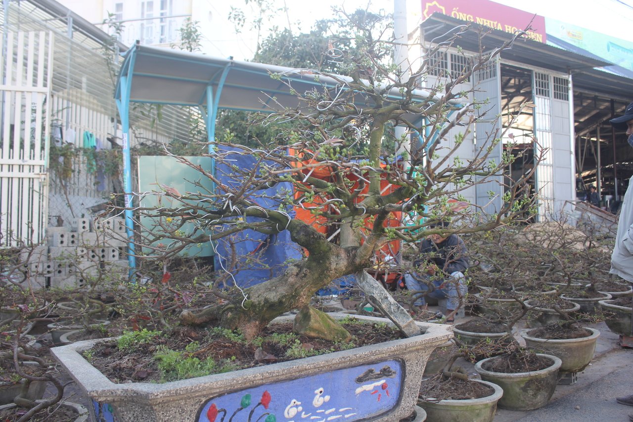 tao-the-mai-canh-kiem-tien-trieu-o-kon-tum