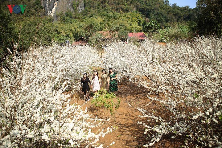 Lên Sơn La ngắm hoa mận nở trắng trời
