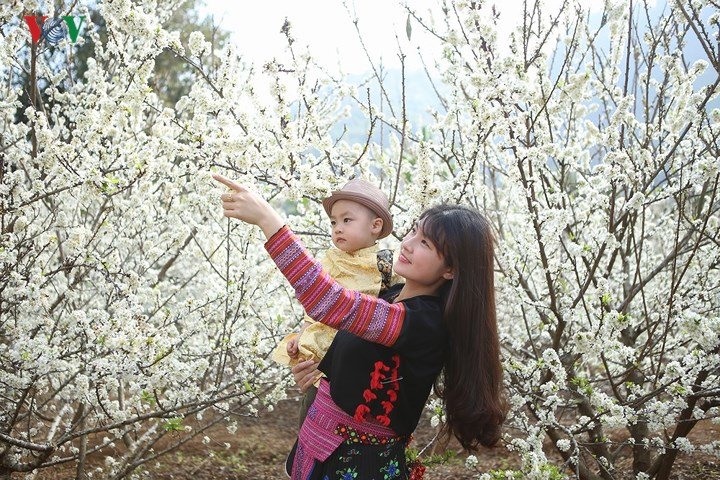 Lên Sơn La ngắm hoa mận nở trắng trời