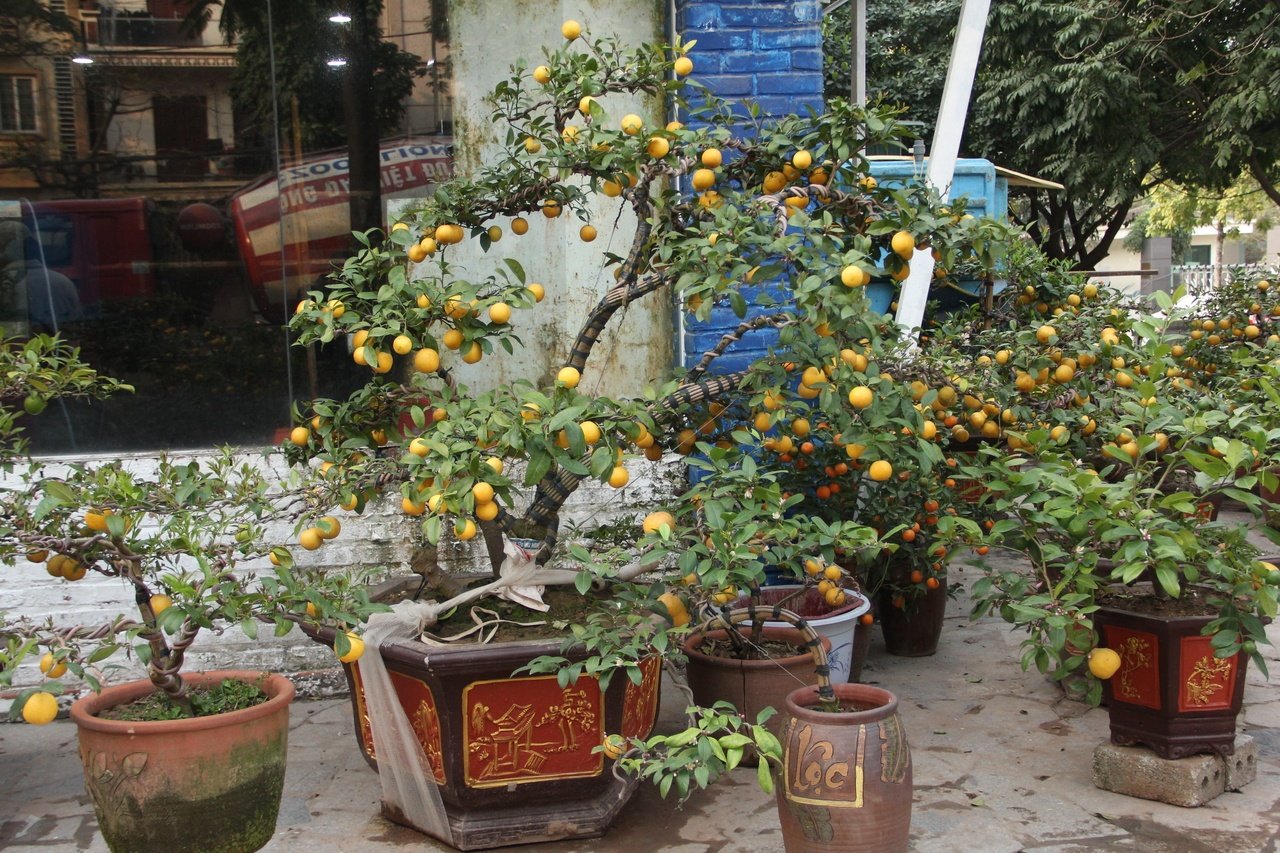 chanh-bonsai-ruc-sac-vang-tai-ha-noi