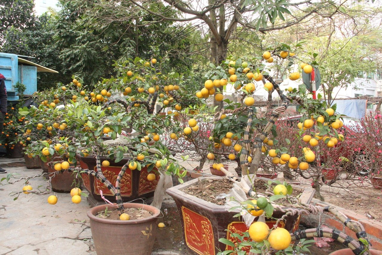chanh-bonsai-ruc-sac-vang-tai-ha-noi
