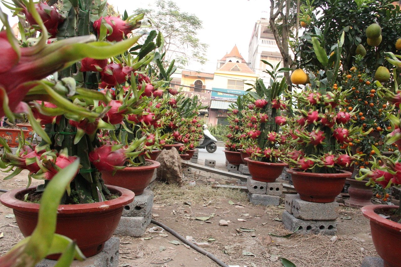 doc-dao-voi-nhung-chau-thang-long-canh-gay-sot-thi-truong-cay-ngay-tet