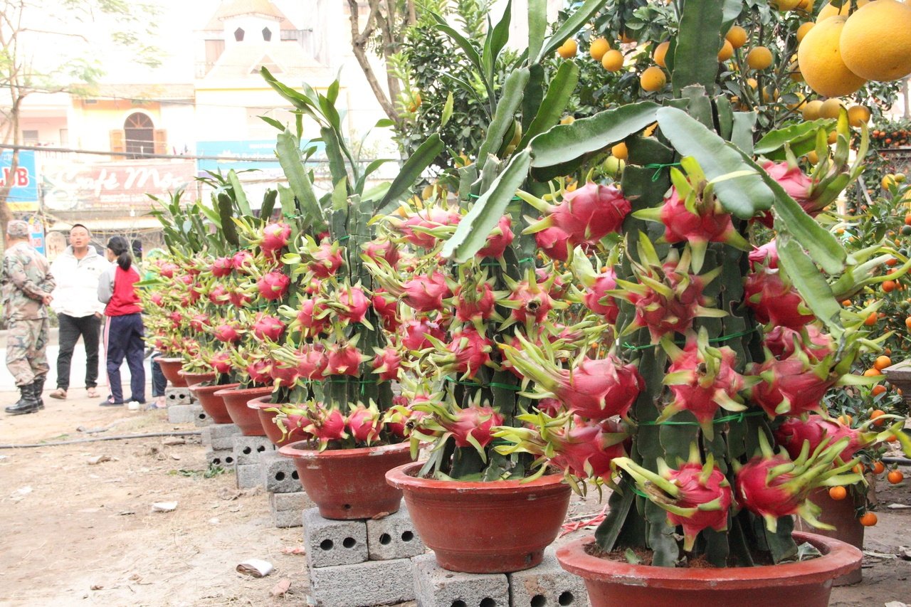 doc-dao-voi-nhung-chau-thang-long-canh-gay-sot-thi-truong-cay-ngay-tet