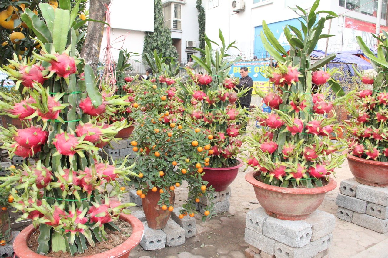 doc-dao-voi-nhung-chau-thang-long-canh-gay-sot-thi-truong-cay-ngay-tet