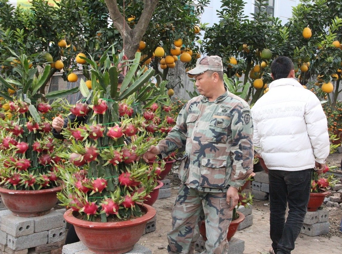doc-dao-voi-nhung-chau-thang-long-canh-gay-sot-thi-truong-cay-ngay-tet