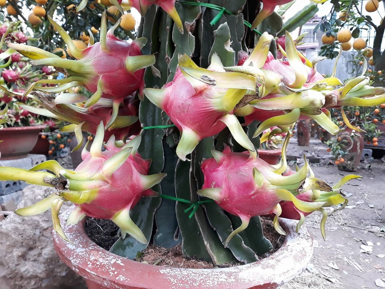 doc-dao-voi-nhung-chau-thang-long-canh-gay-sot-thi-truong-cay-ngay-tet