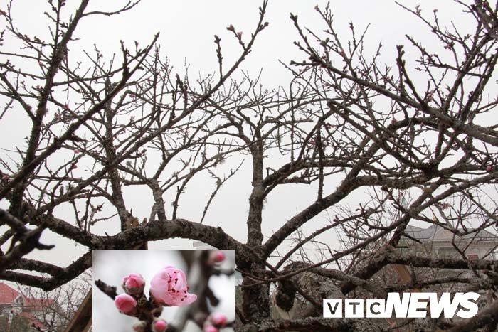 Ảnh: Cận cảnh những gốc đào đá giá 90 triệu đồng xuống phố Hải Phòng
