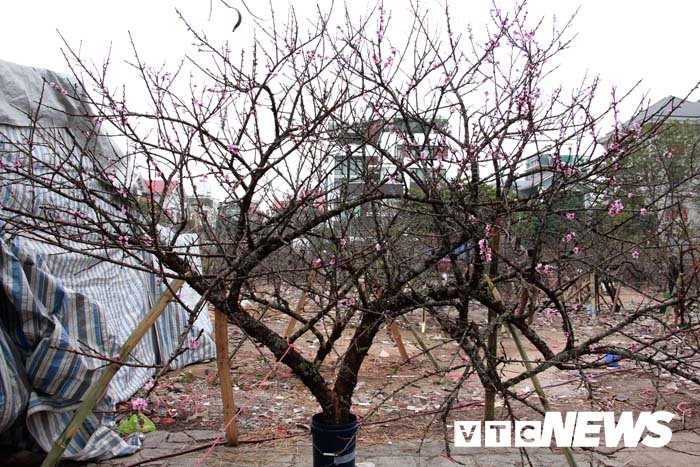 Ảnh: Cận cảnh những gốc đào đá giá 90 triệu đồng xuống phố Hải Phòng
