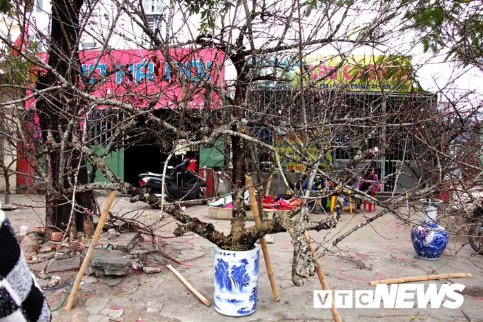 Ảnh: Cận cảnh những gốc đào đá giá 90 triệu đồng xuống phố Hải Phòng