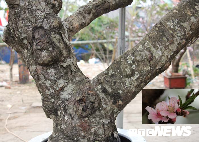 Ảnh: Cận cảnh những gốc đào đá giá 90 triệu đồng xuống phố Hải Phòng